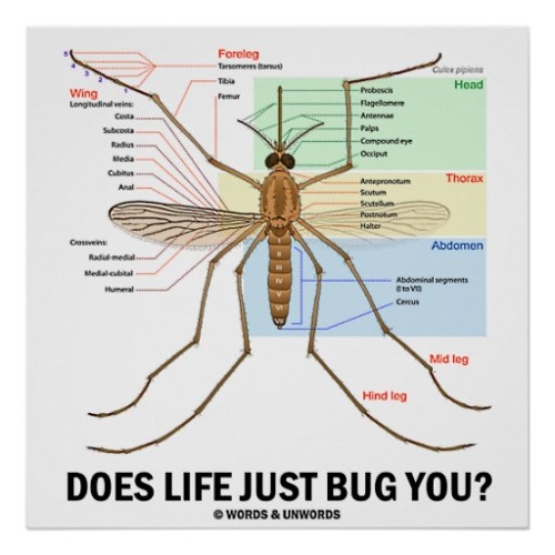 Mosquito (Diptera - Culicidae)