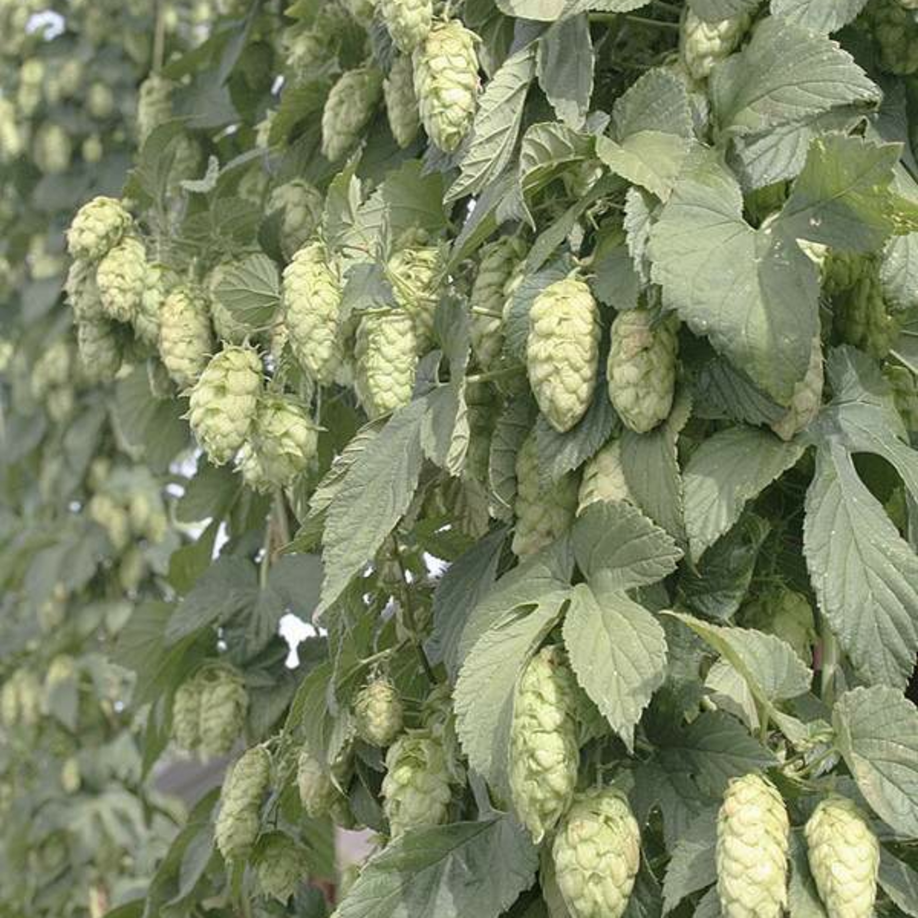 Hop output to increase despite drought. Ag Min For July 31, 2015