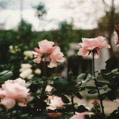 La Vie En Rose (Cover)