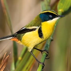 Mattos nascimento  - Meu Jesus ressuscitou