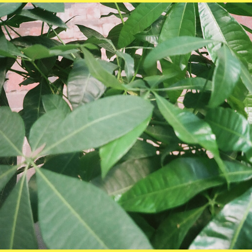 (((( Lady Palm ))))