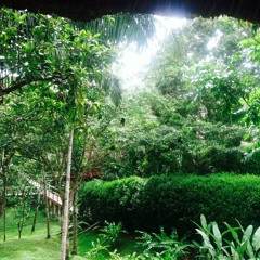 Howler Monkeys in Chiapas, Mexico