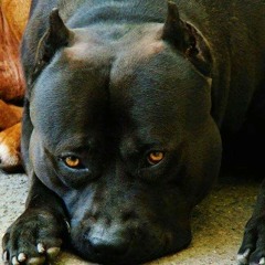 Marcus Dupree- They Commin 4 Me .mp3