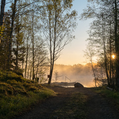 Forest soundscape