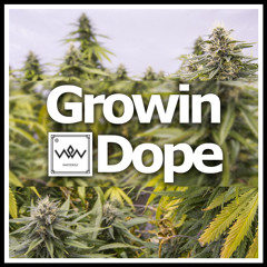 Growin Dope (Prod. WHXTEWOLF)