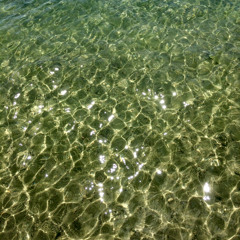 Der Seeigel Und Die Anemone
