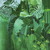 Artwork for Floresta