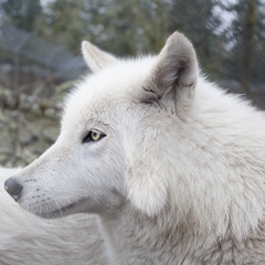 Howling with Wolves At Wolf Haven