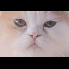 คำบางคำ (Enchante) - Sqweez Animal