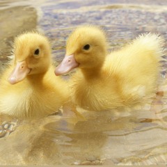 Ducks Go Quack ft. Siri