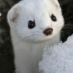 Popping Weasel