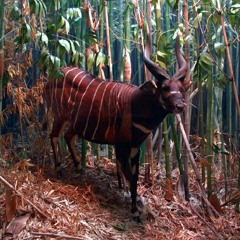 StbB#439 -BonGo'S
