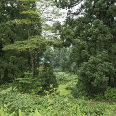 十日町的蟬聲 Cicada at Tokamachi, Japan
