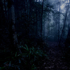 Midnight in Borneo's Rainforest - Sarawak, Malaysia