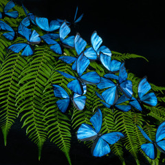 Dreams of a Butterfly (link in the description)