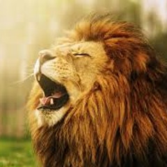 Roar!