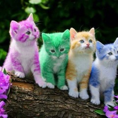 Mean Purrrrrrrrty