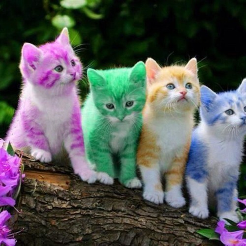 Mean Purrrrrrrrty