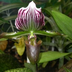 She Wanted Storms (in Russian)