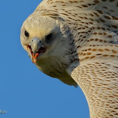 MixWild 4 Minipax Festival 2015