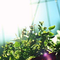 Emanero - ¿Cuando Donde y Quien? (Cover acustico)