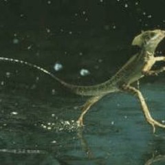 Walk On Water