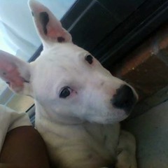 House Of Shem - All I Need (Charlux Fux It Up)