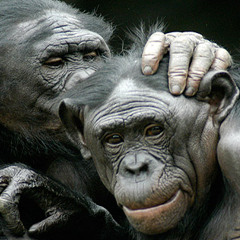 Species Reduction (Instrumental Mix)