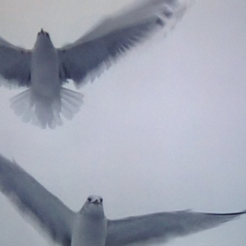 DOVES ABOVE