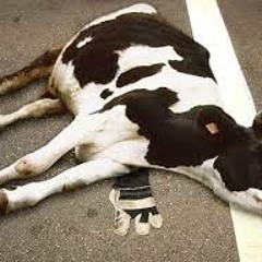 BEEF MOVIE Feat C DUBB