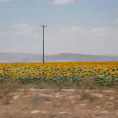 Sunflower Suite