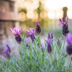 Lavender