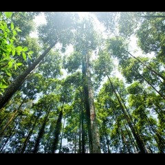 Cantos da Floresta (Salmo 23) - Raízes Caboclas