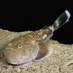 We are all in the gutter, but some of us are looking at our shoes