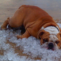 Dog Days Are Partly Cloudy - Jun Jul 2015