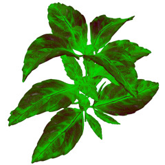 Basil