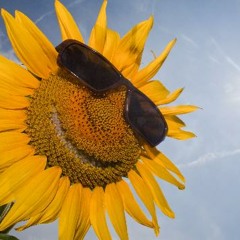 SunFlowerBackflash  -DJ Astronom 2004 - Morningtrance