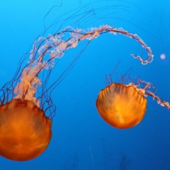 Feuerqualle