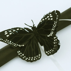 BlackButterfly