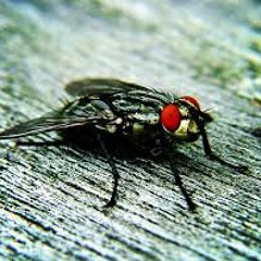 Red - Eyed Fly