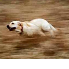 IBIZA 2015 ANTHEM NEW *UNRELEASED*