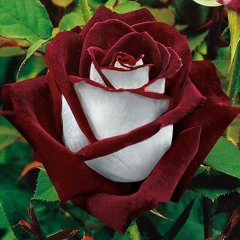 شفتى نهايه الصبر اي _ افراح اسلاميه