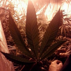 Marley Boys ft. Philosopher,Logic, Eguttah yuno