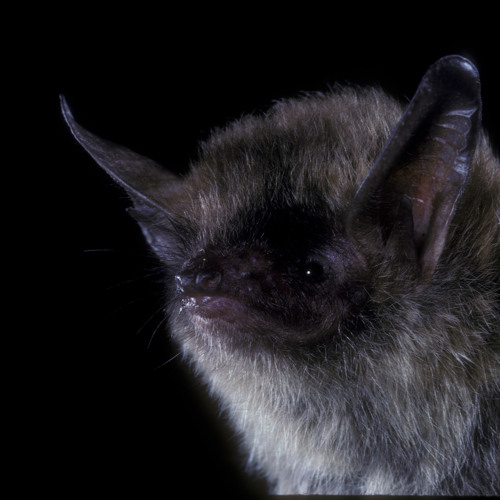 Stream Species Spotlight: Northern Long-Eared Bat by NatureServe