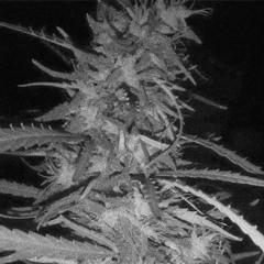 RESET - Akrobacia -  Chastafari -  Accer