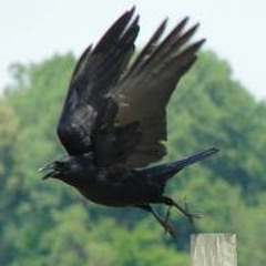 Demos, Bootlegs, Unreleased