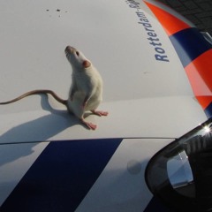 Rats on the Job