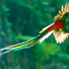 Walking the Tightrope