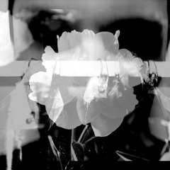 The Shanghais - Black Forest Fancy