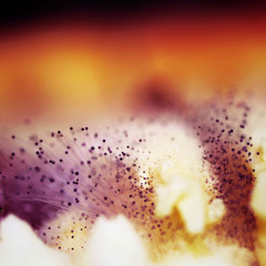 Burnski & Minilogue - Lost In The Zoo Meets 3300 Honeybees (Bronx Zoo Mix _ p0wer Mashup)